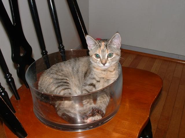 kitty!